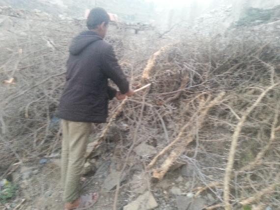 A boy gathering firewood from available brush